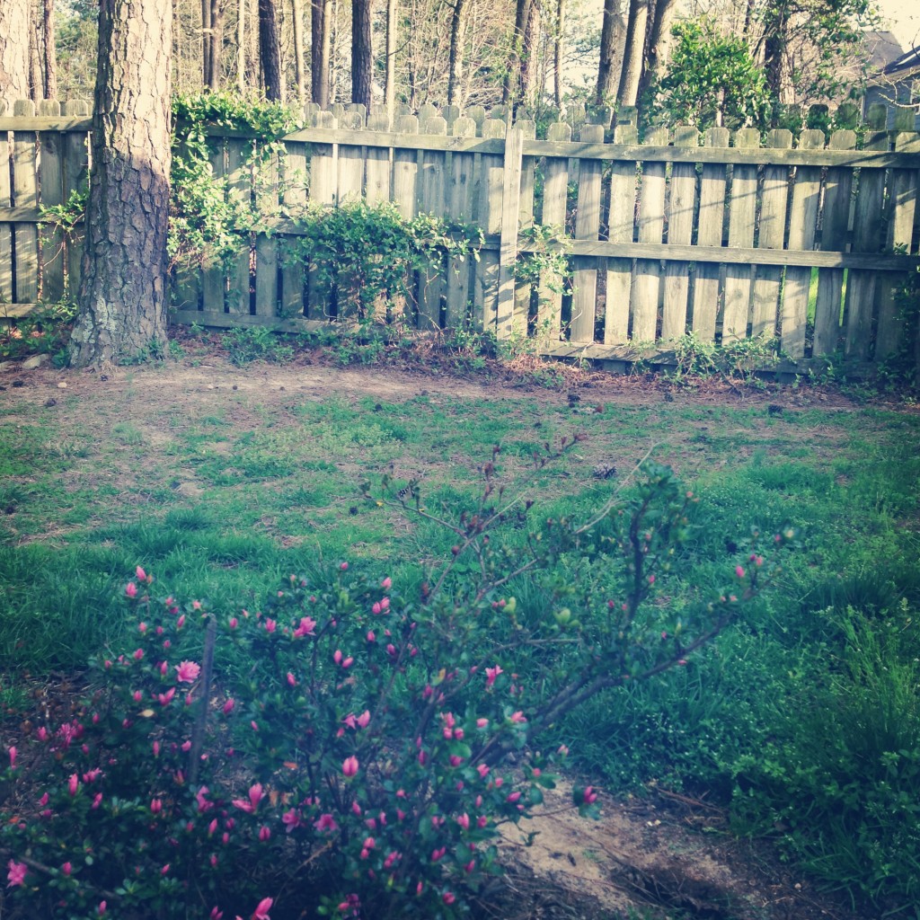 spring