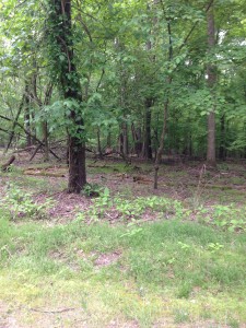 umstead park raleigh trail run path woods stephanie hughes half marathon training run stolen colon crohns ostomy blog