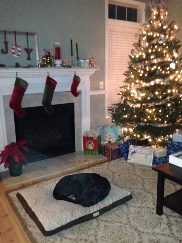 silent night holy night rylie puppy dog sleeping christmas tree stockings decorations holiday stephanie hughes stolen colon crohn's disease ulcerative colitis inflammatory bowel disease ibd blog