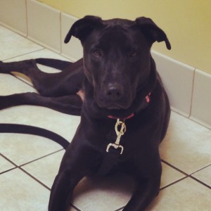 dog puppy rylie vet doctor stephanie hughes stolen colon crohn's disease ulcerative colitis bowel ostomy ibd blog stolen colon